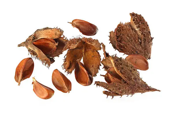 Beechnuts and husks on a plain white background.