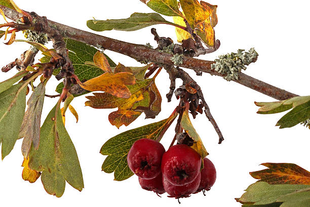 Hawthorn seeds and leaves. stock photo