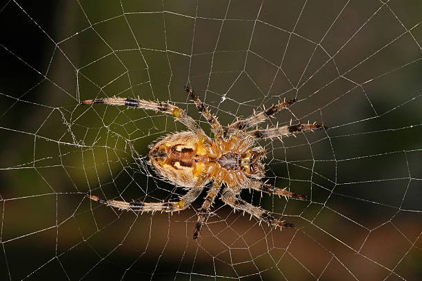 Spider sitting in its web. stock photo