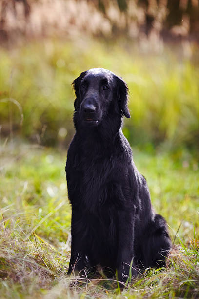 istock Black retriever sits amid tall grass in autumn 490277198