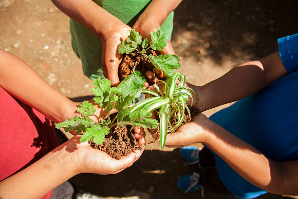 Three unrecognizable children hold three tiny plant seedlings ready to be planted in their garden.  Various concepts: environmental conservation, go green, Earth Day, gardening, organic agriculture.  