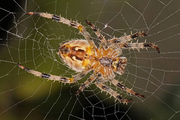 Spider sitting in its web. stock photo