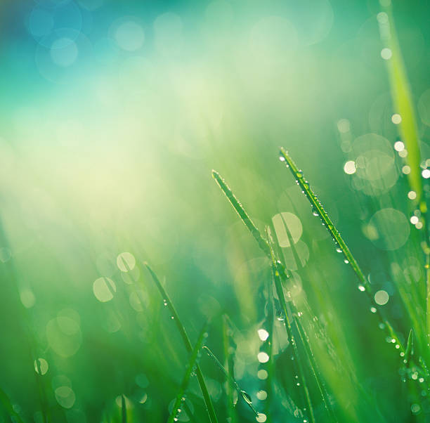 erba fresca primavera - grass water dew green foto e immagini stock