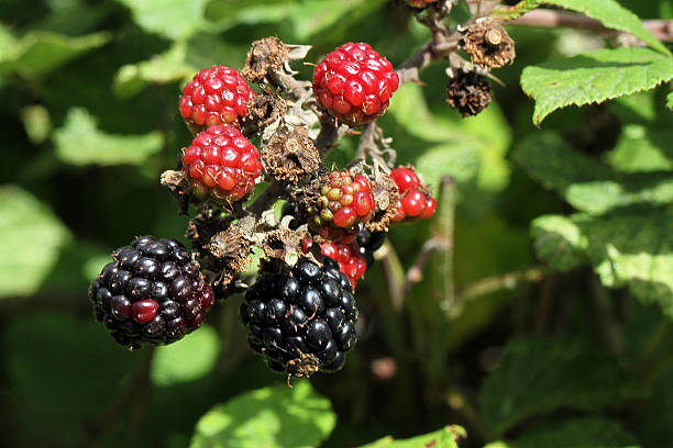 Bunch of blackberries stock photo