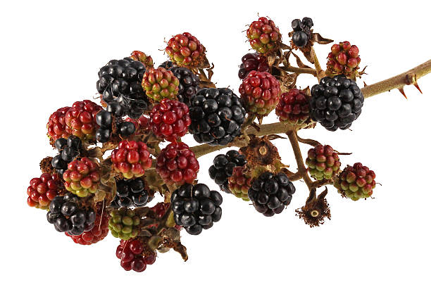 Bunch of blackberries stock photo