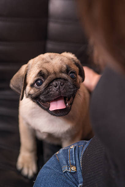 istock The pug puppy looking on girl 490280212