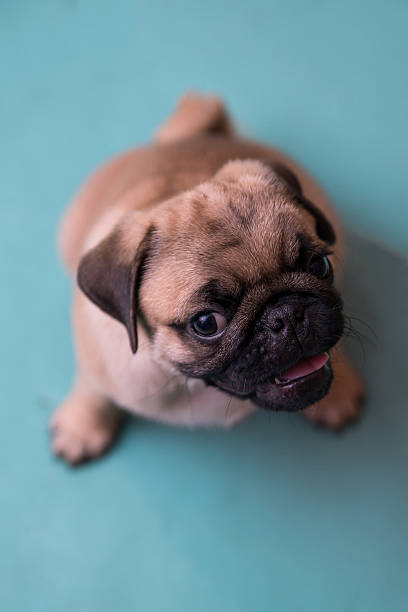 istock Pug puppy sitting on the floor 490280240