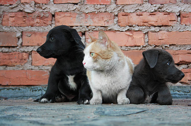 istock two puppies and a cat sitting together 490280604
