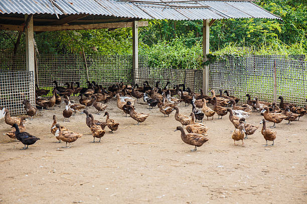 istock brown ducks in farm at Thailand 490280778