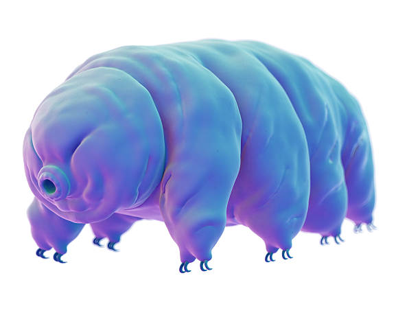 medical illustration medically accurate illustration of a water bear water bear stock pictures, royalty-free photos & images