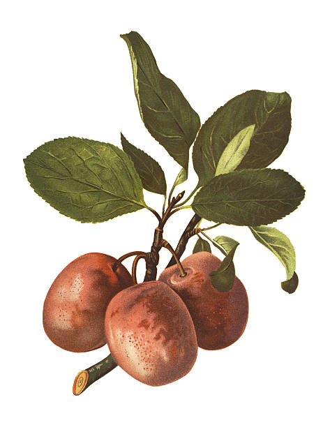 자두 - plum red white background organic stock illustrations