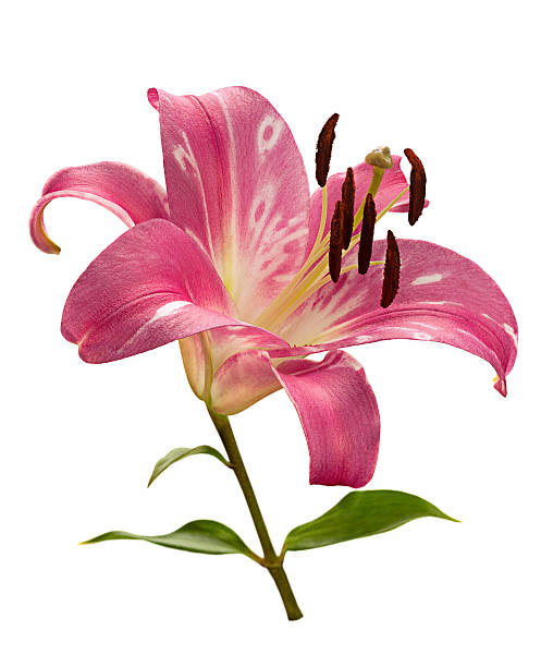 istock Pink lily flower head 490281612
