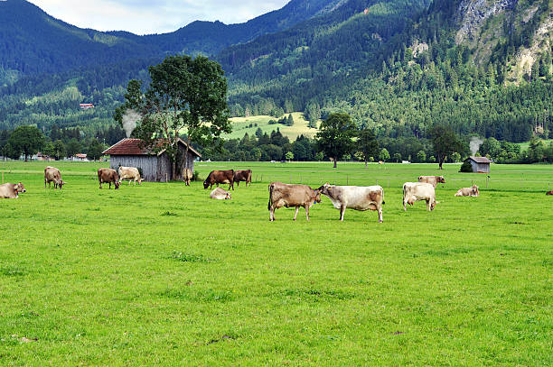 istock German countryside and village in the evening 490282088