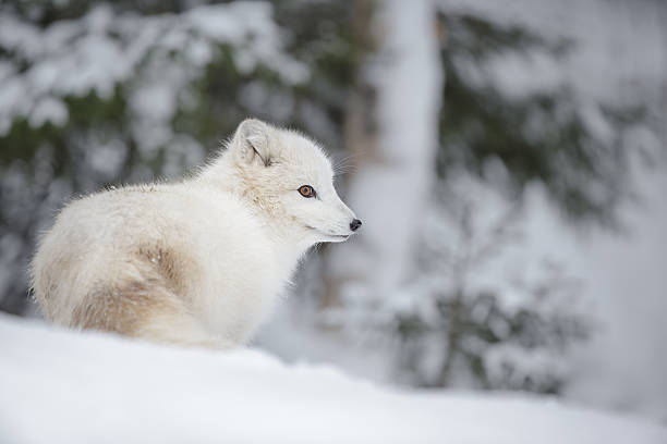 Arctic fox – Foto