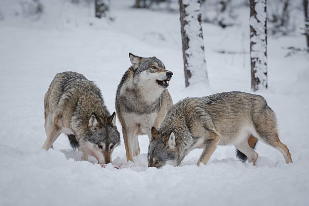 Szary wolves – zdjęcie