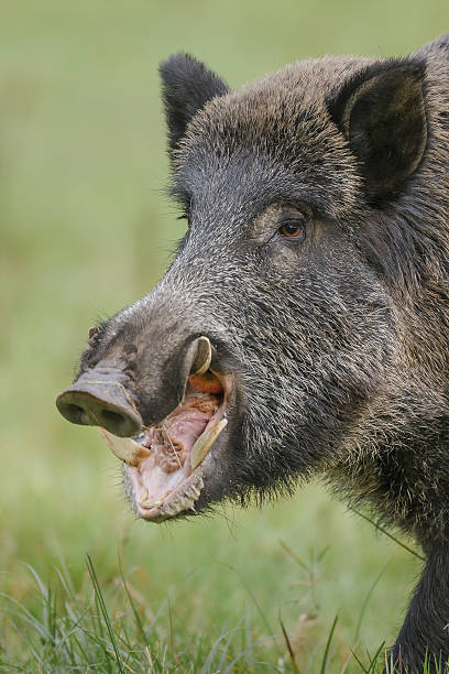 Wild boar gorging auf Äpfel – Foto