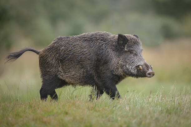 Wild boar in forest clearing A wild boar forages for acorns in autumn charging sports photos stock pictures, royalty-free photos & images