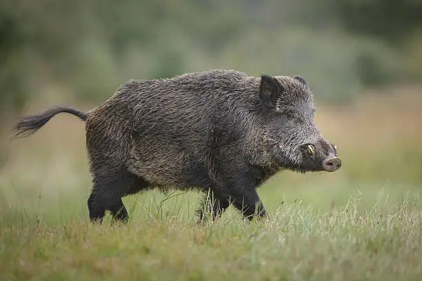 A wild boar forages for acorns in autumn