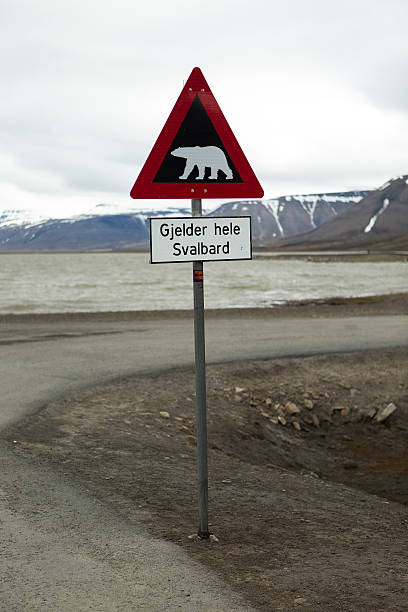 Polar bear crossing stock photo