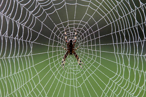 istock Close up of Spider on web covered in dew drops 490284482