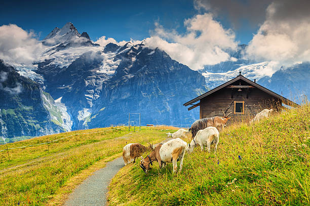 cabras pastoreo en las montañas green field, grindelwald, suiza, europa - grindelwald european alps blue sky fotografías e imágenes de stock