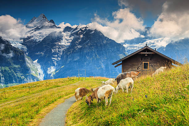 Goats grazing on the alpine green field,Grindelwald,Switzerland,Europe Stunning alpine landscape with grazing goats and Schreckhorn mountains in background,Grindelwald,Bernese Oberland,Switzerland,Europe grindelwald photos stock pictures, royalty-free photos & images