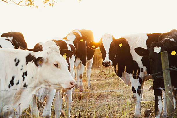 istock small herd of cows in beautiful sunlight 490287878