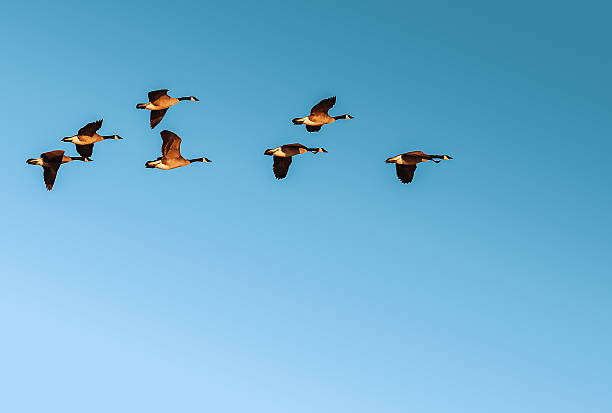 istock Flock of Canada Geese (Branta canadensis) 490303112