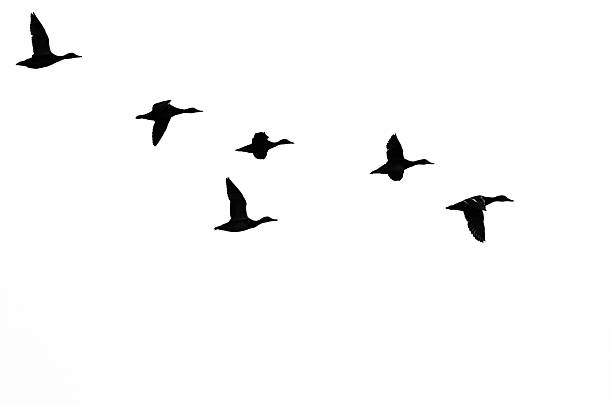 istock Flock of Ducks Silhouetted on a White Background 490303484