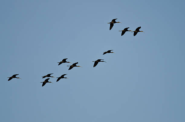 istock Flock of White-faced Ibis Flying in a Blue Sky 490303560