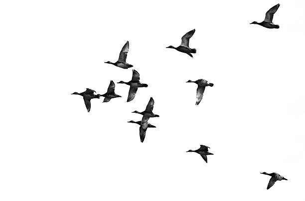 istock Flock of Ducks Flying on a White Background 490303748