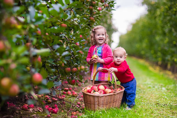 dzieci zbieranie jabłek z drzewa świeże - apple eating little girls green zdjęcia i obrazy z banku zdjęć