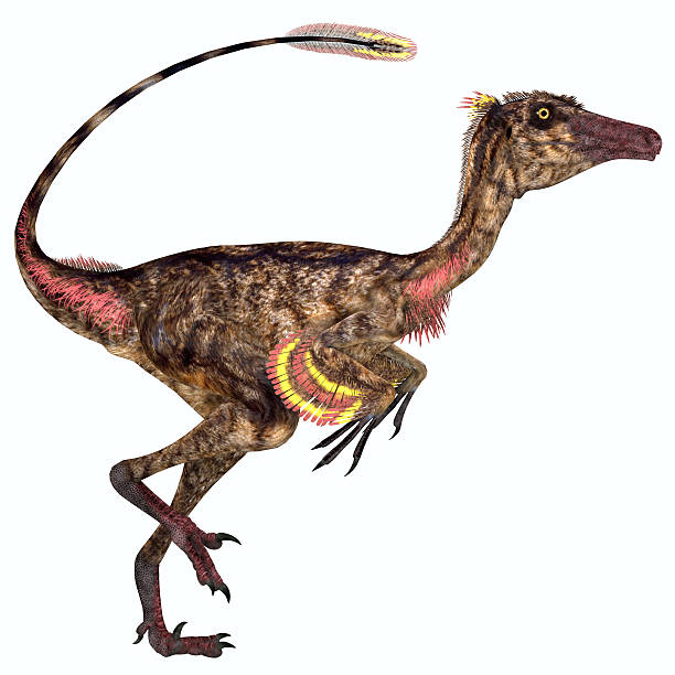 Troodon Dinosaur Profile Troodon was a carnivorous small dinosaur that lived in North America during the Cretaceous Period. cretaceous photos stock pictures, royalty-free photos & images