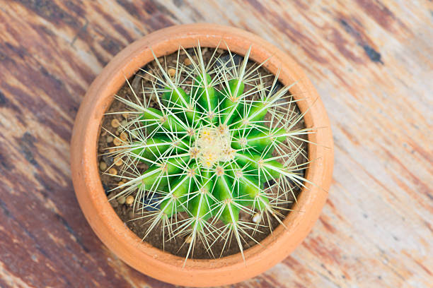 istock Cactus in flower pot on wood table 490307242