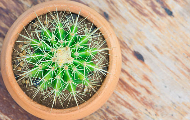 istock Cactus in flower pot on wood table 490307432