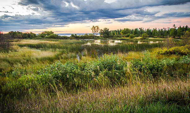 istock Tahquamenon River Wetlands Habitat 490307852