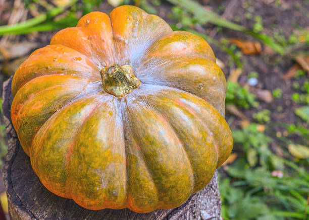 istock Large orange pumpkin in the field 490308222