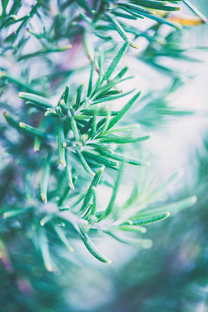 istock Fresh organic homegrown rosemary plant 490308430