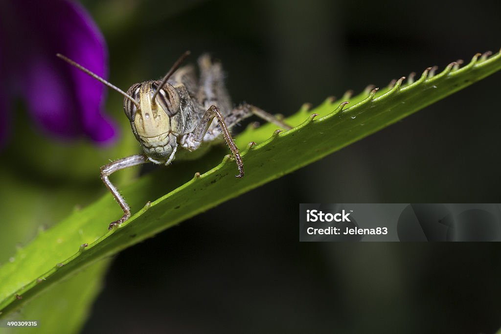 Grasshopper Animal Stock Photo