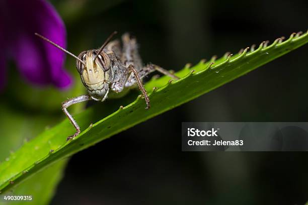 Grasshopper Stock Photo - Download Image Now - Animal, Animal Antenna, Animal Body Part