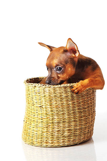 istock puppy of toyterrier 490309425