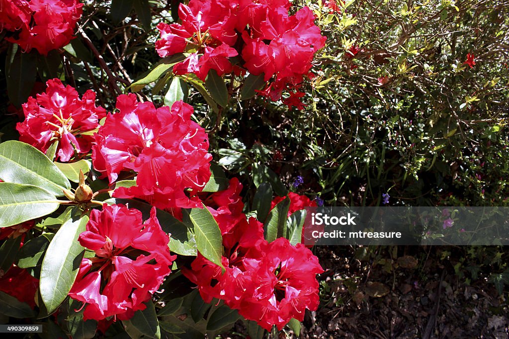 Image of large red rhododendron flowers in garden, spring Photo showing red flowers on an mature rhododendron bush (too large to be considered an 'azalea') growing in the garden, pictured here in the spring. Azalea Stock Photo