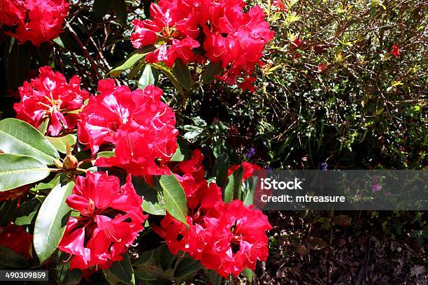 Image Of Large Red Rhododendron Flowers In Garden Spring Stock Photo - Download Image Now