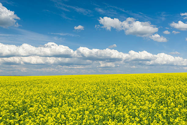 istock Yellow rapeseed field and blue sky, a beautiful spring landscape 490310391