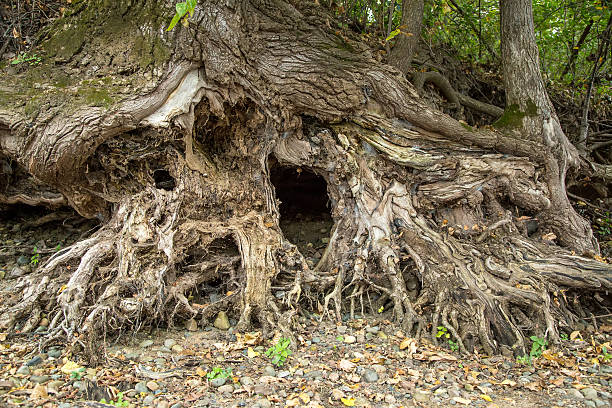 Close-up view of exposed tree roots along the bank of the Mississippi River. Taken on an early autumn day in Minnesota.