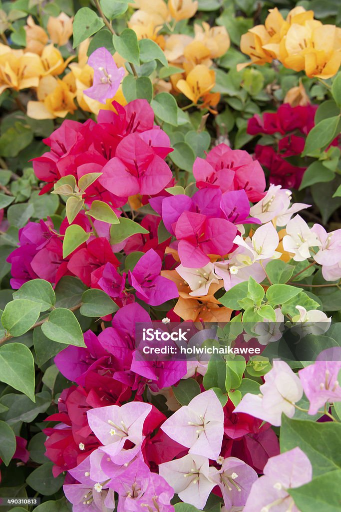varicolored bougainvillea paper flowers in the garden varicolored bougainvillea paper flowers in the garden as background Animal Wildlife Stock Photo