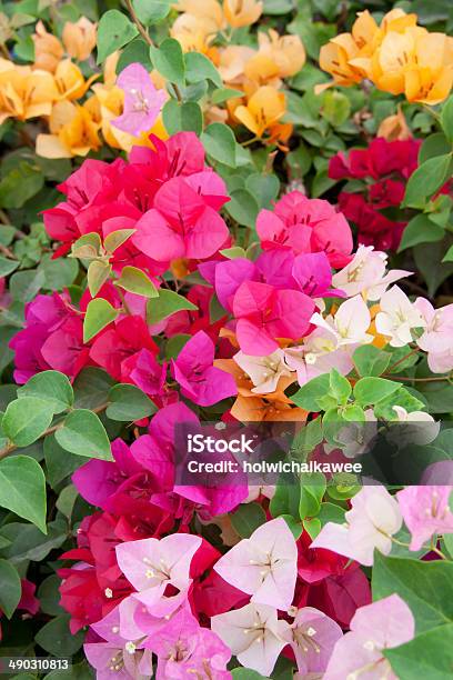 Varicolored Bougainvillea Paper Flowers In The Garden Stock Photo - Download Image Now