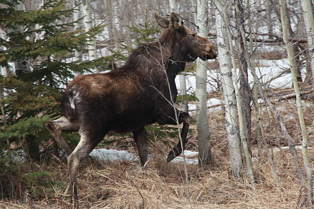 Moose in the Woods stock photo