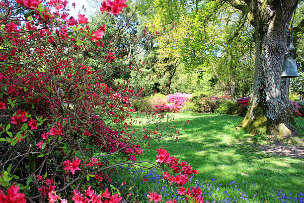 istock Shady garden border with trees and azalea (rhododendrons), red flowers 490311193