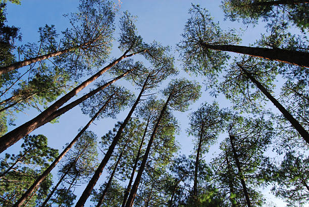 Pines perspective stock photo